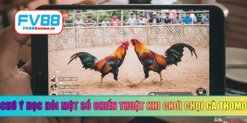 Chú ý học hỏi một số chiến thuật khi chơi chọi gà Thomo