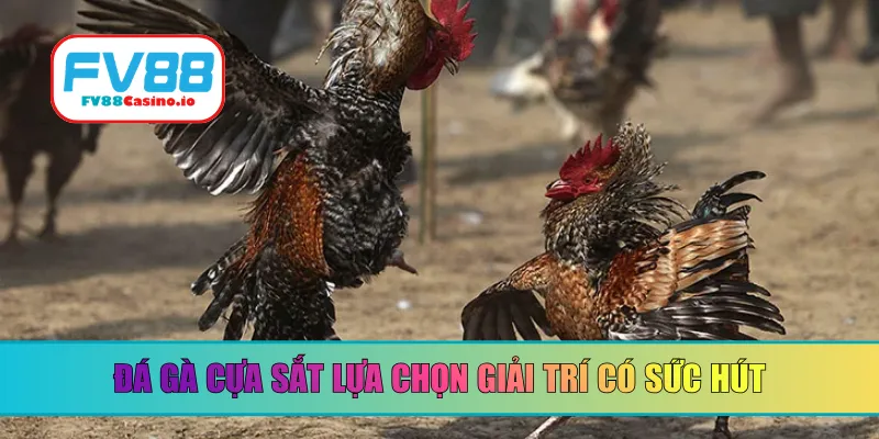 Đá gà cựa sắt lựa chọn giải trí có sức hút