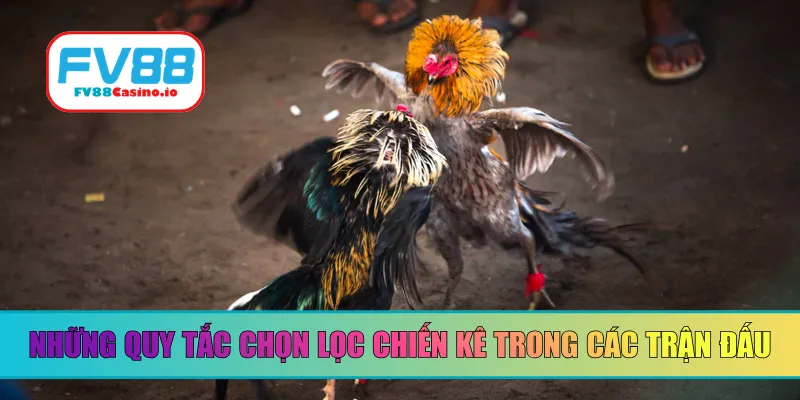 Những quy tắc chọn lọc chiến kê trong các trận đấu